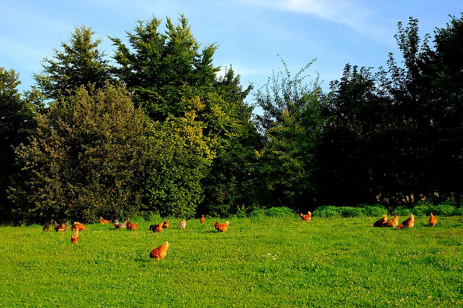 flock, brown, hen, grass field, chickens, poultry, animal, happy hens, farm, livestock