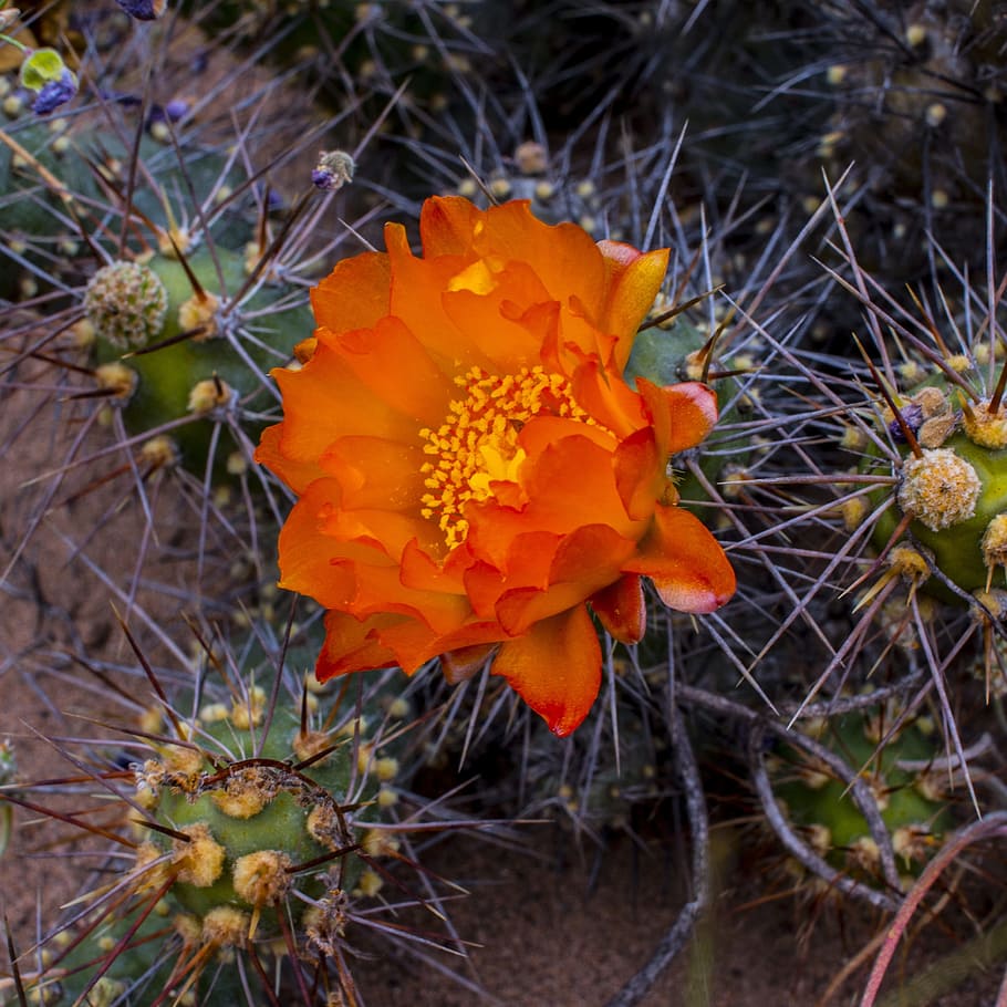 cactus, flower, red, thorns, desert, plant, flowering plant, growth, vulnerability, beauty in nature