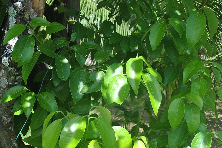 シナモンの足 シナモンティー シナモン 葉 植物の部分 緑の色 成長 植物 鮮度 健康的な食事 Pxfuel