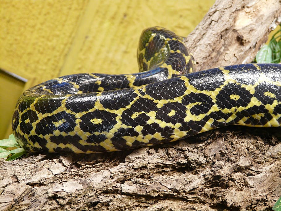 dark tigerpython, snake, python molurus bivittatus, pattern, skin, constrictor, burmese python, python molurus, species, python