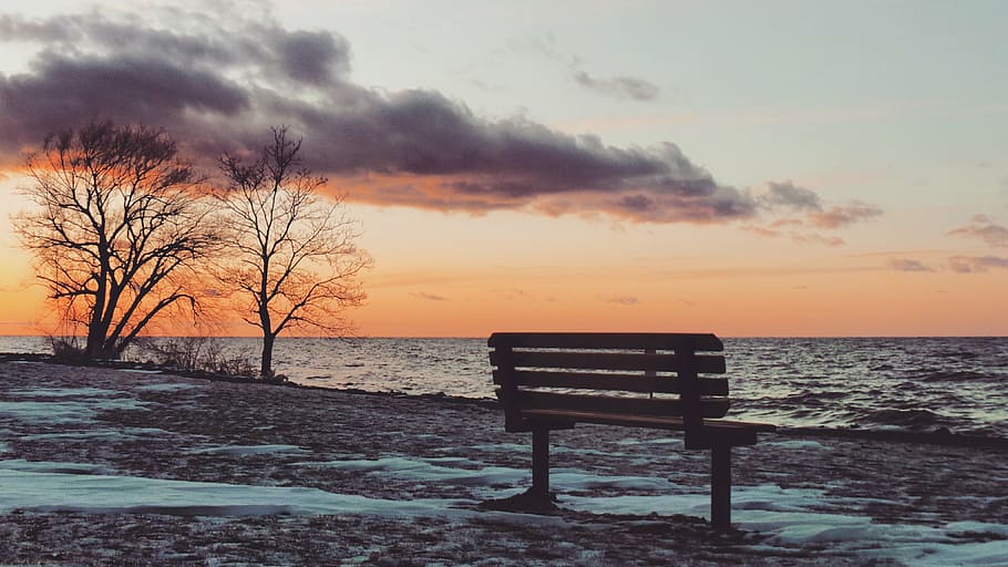 brown, park bench, across, horizon, bare, tree, front, beach, sea, ocean