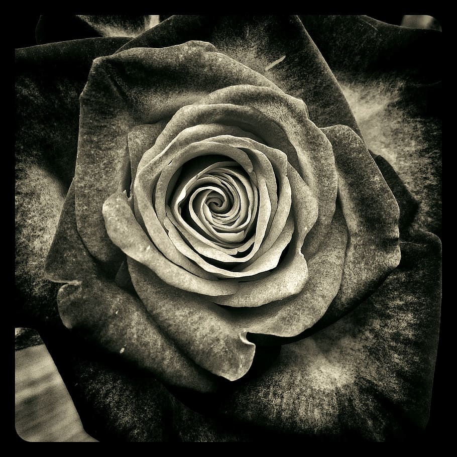 ilustrasi mawar, abu-abu, bunga, foto, mawar, mawar merah, cinta, perasaan, kasih sayang, valentine