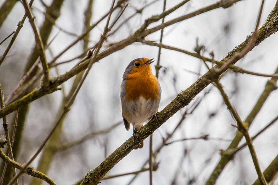 orange, gray, bird, robin, rotbrüstchen, small bird, feather, sitting, close, old world flycatcher