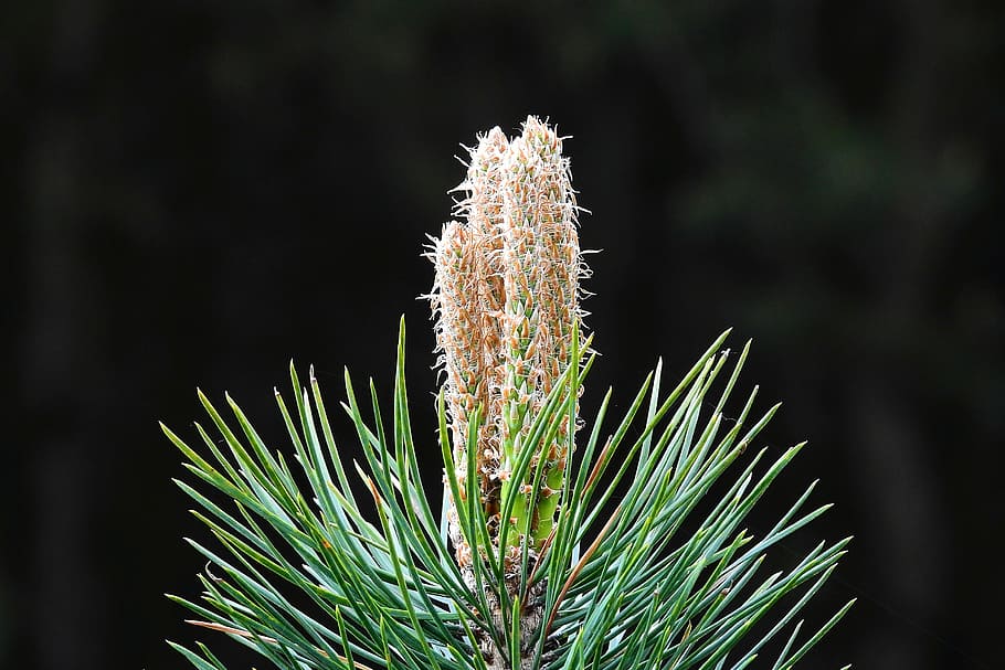 nature, shoots of pine, needle, coniferous, plant, growth, beauty in nature, focus on foreground, tree, close-up