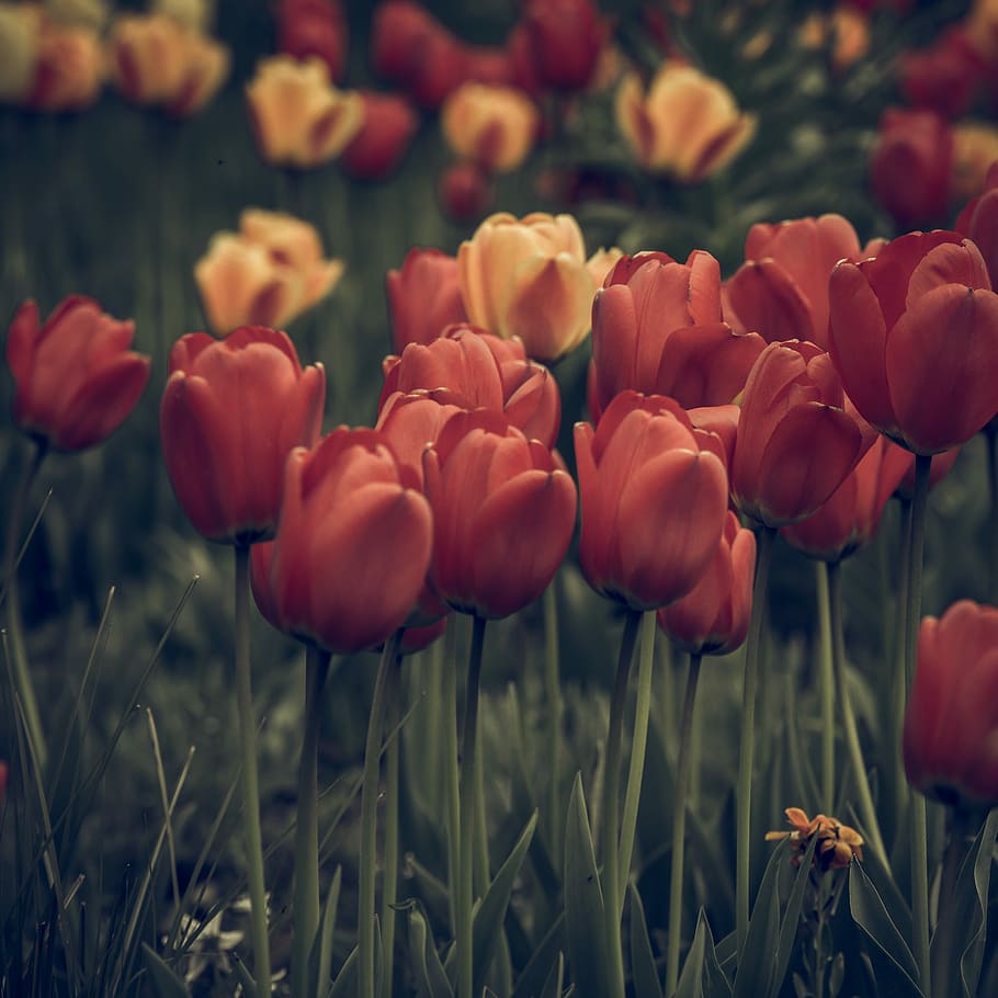 Vintage, Look, Tulips, Faded, Flower, vintage look, blossom, bloom, close, macro
