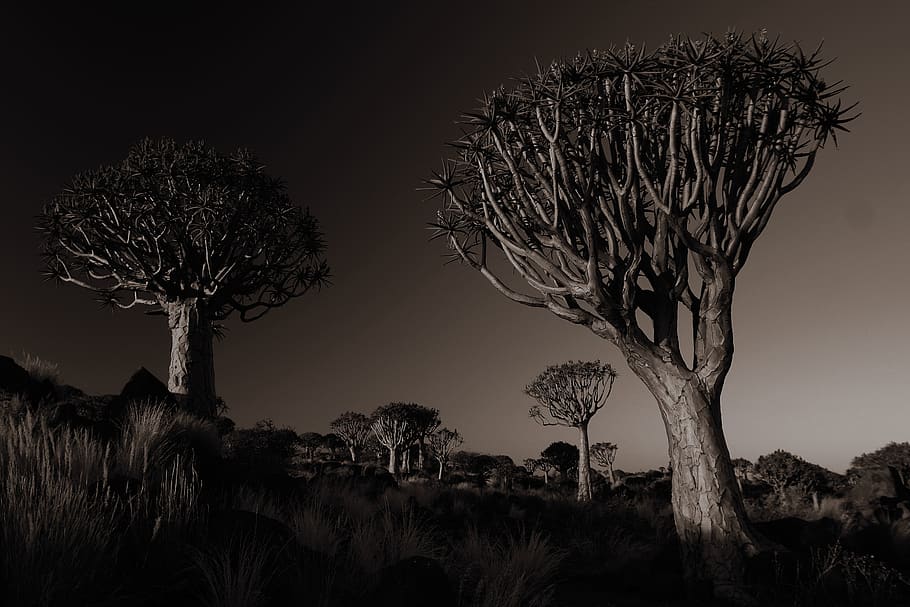 Namibia, árboles de carcaj, África, naturaleza, árbol, paisaje, viaje, planta, desierto, estado de ánimo