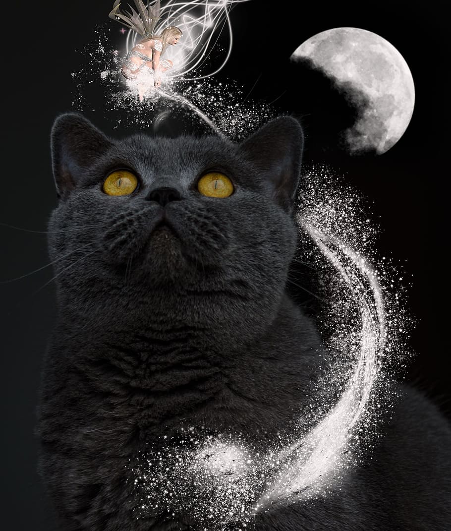 black, persian cat, full, moon, cat, magic, fantasy, dark, night, fairy