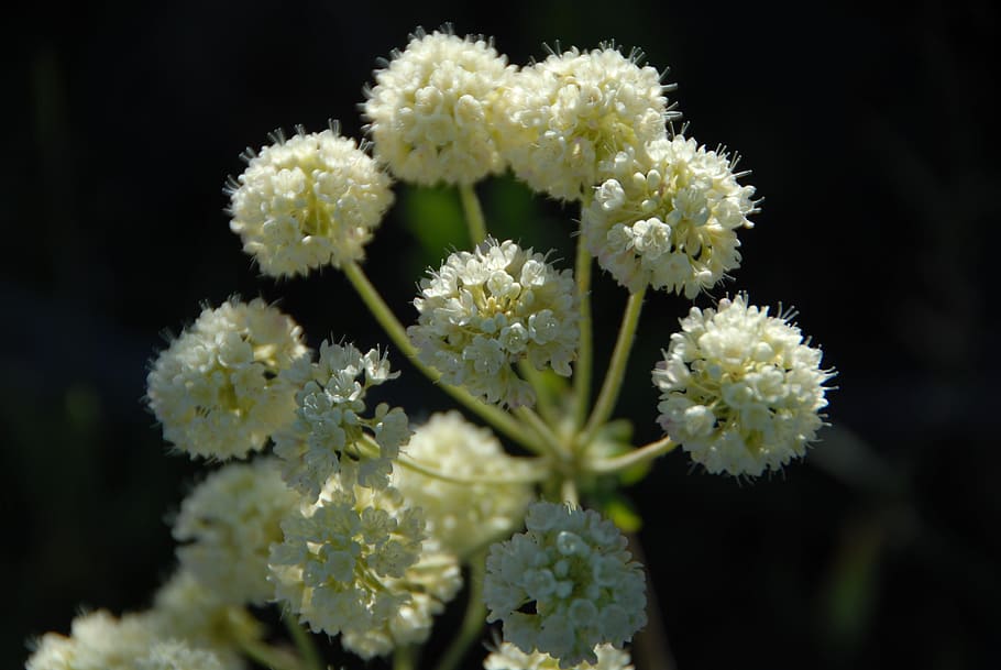 Cow Parsnip, Flower, Wyoming, Nature, mountains, national park, yellowstone national park, scenery, mt washburn, flora