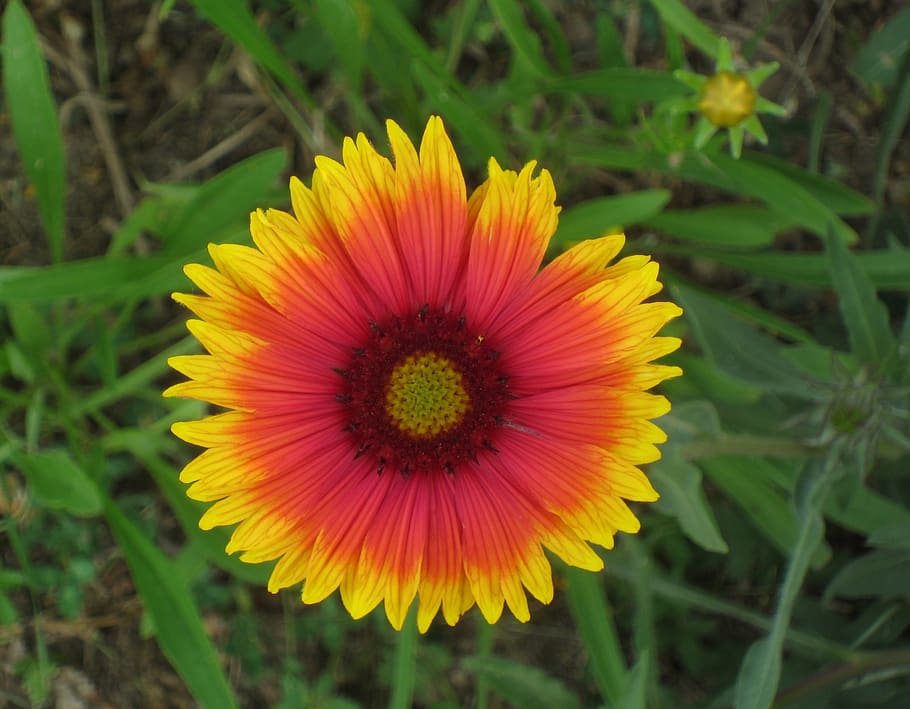 bunga liar, firewheel, selimut India, Jeruk, kuning, kelopak, warna-warni, alam, tanaman, gaillardia