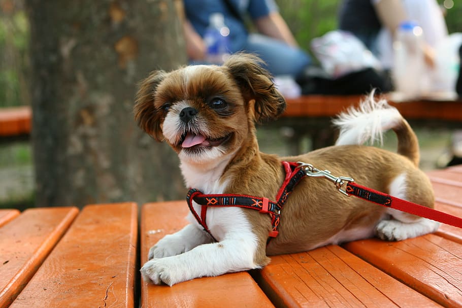 selective, focus photography, brown, white, shih tzu, lying, bench, dog, puppy, park