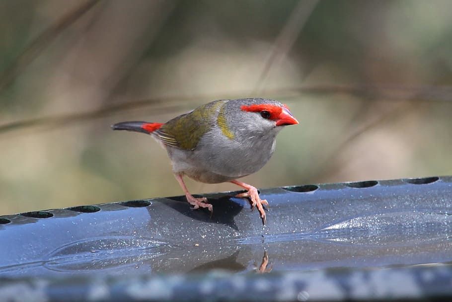 Bird, Red-Browed Finch, Birdbath, finch, ornithology, small, nature, red, one animal, animal themes