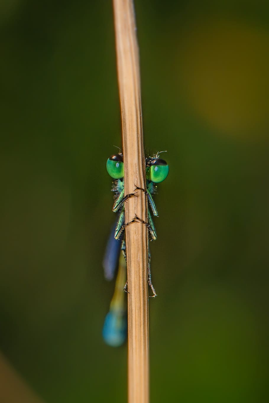dragonfly, close, insect, nature, macro, compound eyes, wood - material, close-up, animals in the wild, green color
