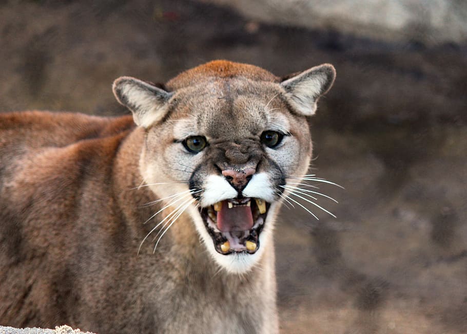 Puma, gato, fauna, animal, gato montés, agresión, fauna animal, boca abierta, un animal, parte del cuerpo animal