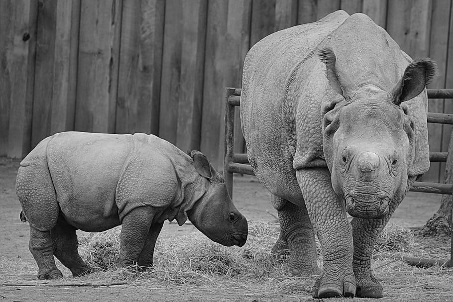 rhino, baby rhinoceros, animal, mammal, calf, rhinoceros, wildlife, nature, large, africa