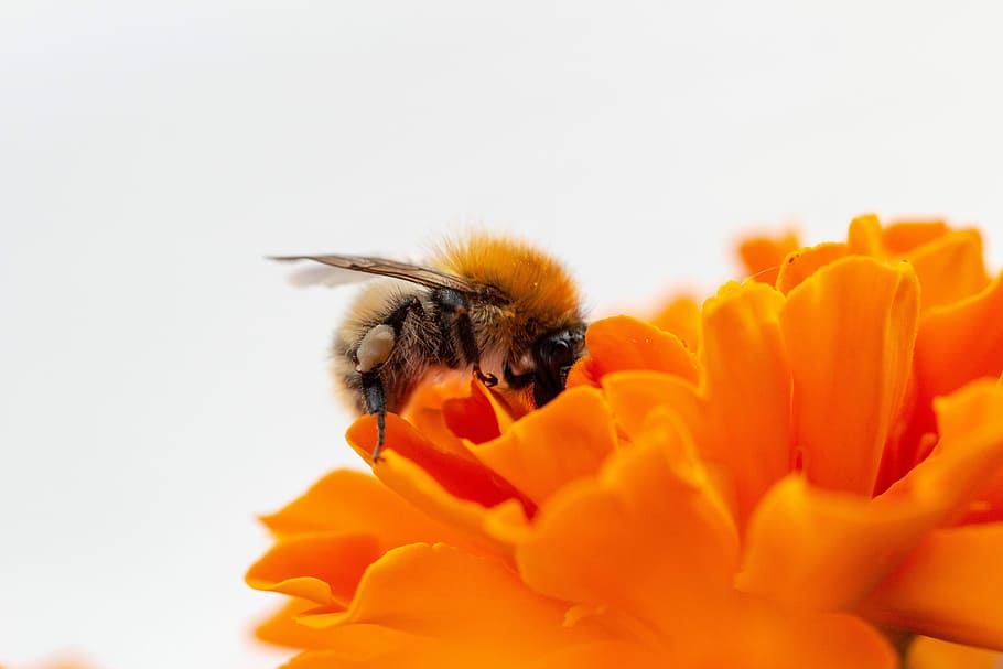abeja silvestre, abejas silvestres, naturaleza, insecto, abeja, cerrar, animal, macro, flor, floración
