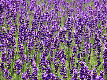 lavender-field-flowers-summer-purple-royalty-free-thumbnail.jpg