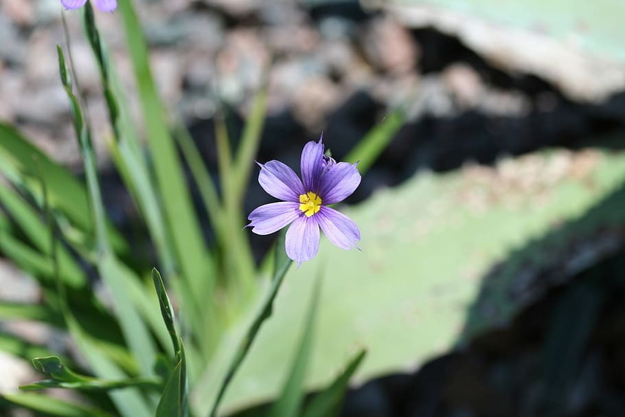 hierba de ojos azules, sisyrinchium angustifolium o sisyrinchium biforme, hierba de ojos azules de hoja estrecha, o hierba de ojos azules, azul, púrpura, amarillo, verde, flores silvestres, bermudas