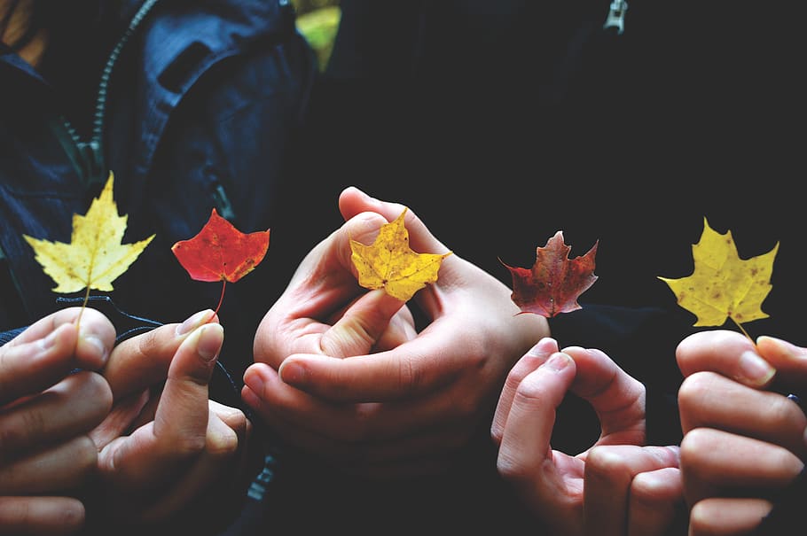 folha, outono, mãos, crianças, pessoas, brincar, ao ar livre, mão humana, mão, parte do corpo humano