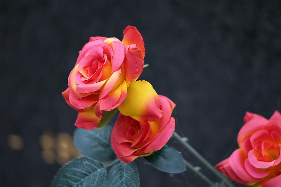 decoration, red yellow roses, vase, colorful, black marble, gravestone, cemetery, outdoor, flower, flowering plant