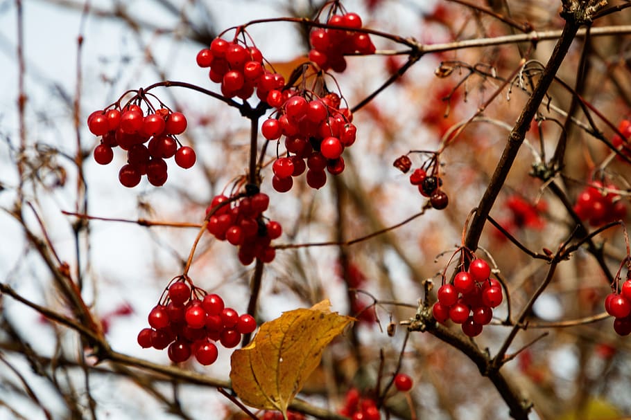 Viburnum, berry, musim gugur, merah, terapeutik, semak, suasana musim gugur, tanaman, desa, alam