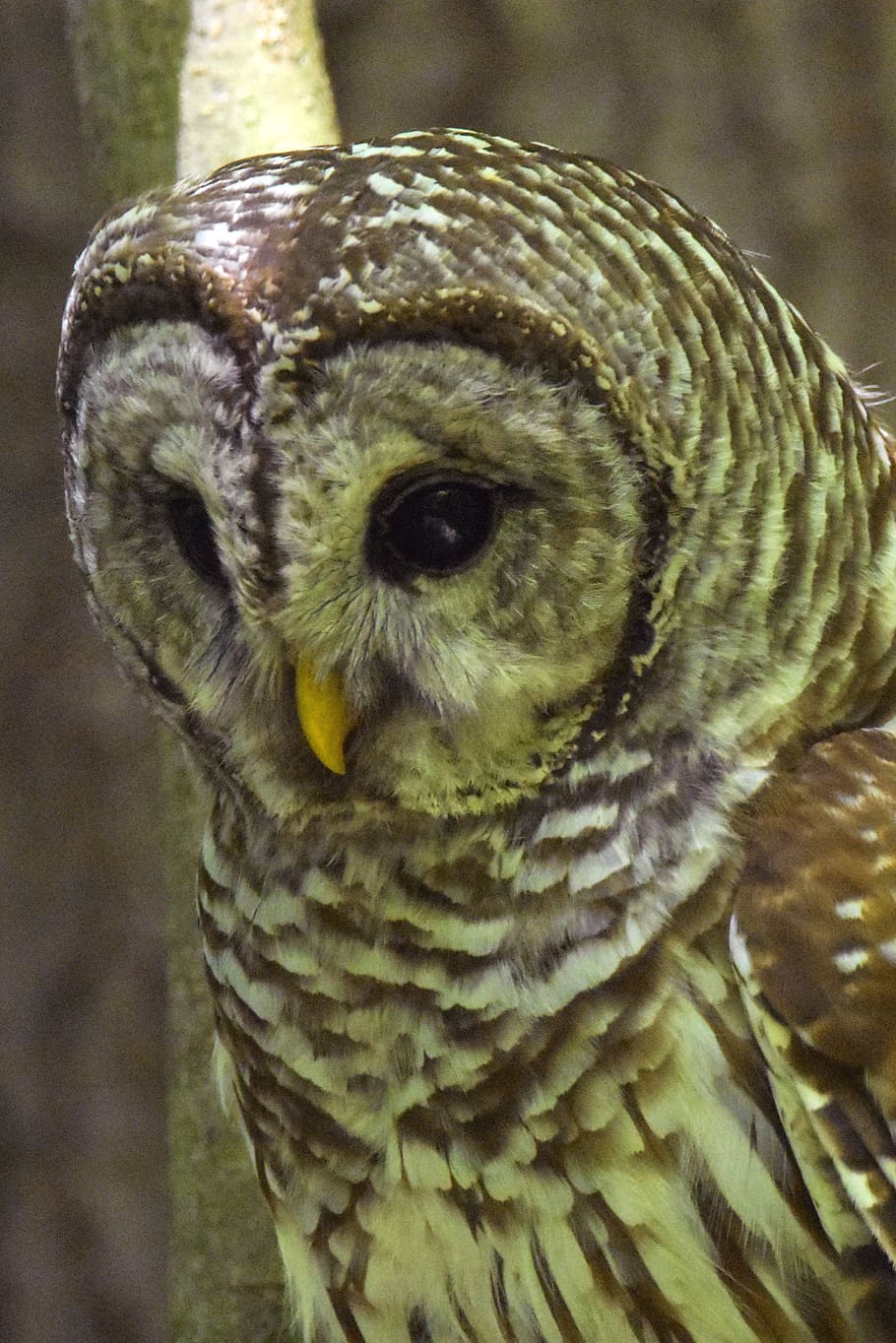 barred owl, closeup semi-profile, large bird, brown and white bird, natural environment, watching its prey, animal themes, one animal, animal wildlife, animal