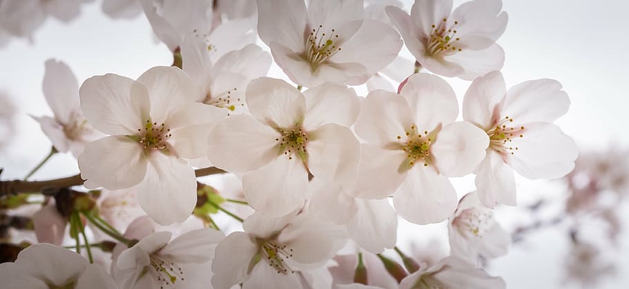 cherry blossom, spring, wood, nature, flower tree, spring flowers, white, flowers, plants, white flowers