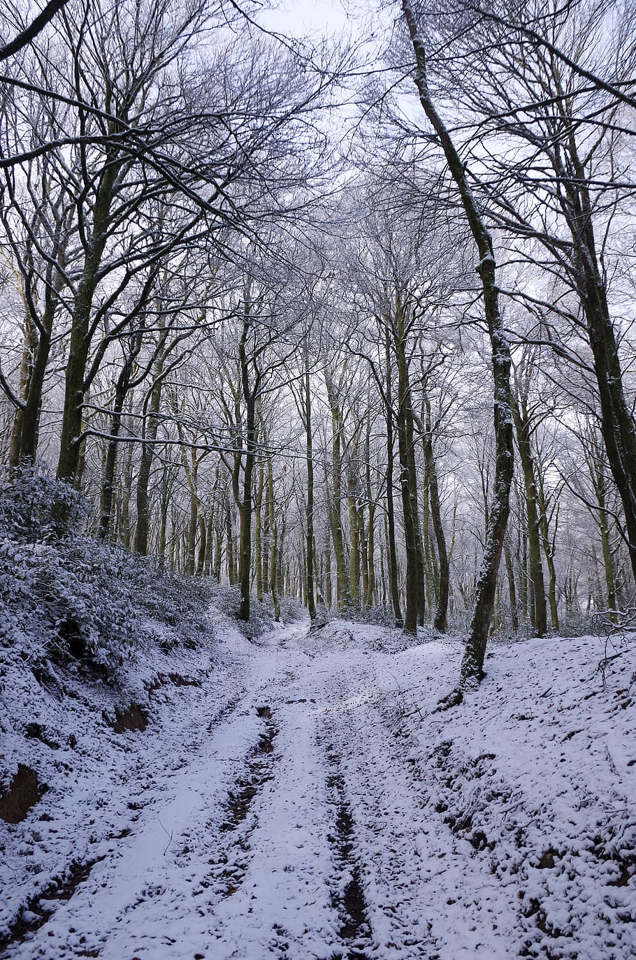 bosque, nieve, invierno, naturaleza, paisaje, árboles, madera, frío, árbol, el camino a seguir