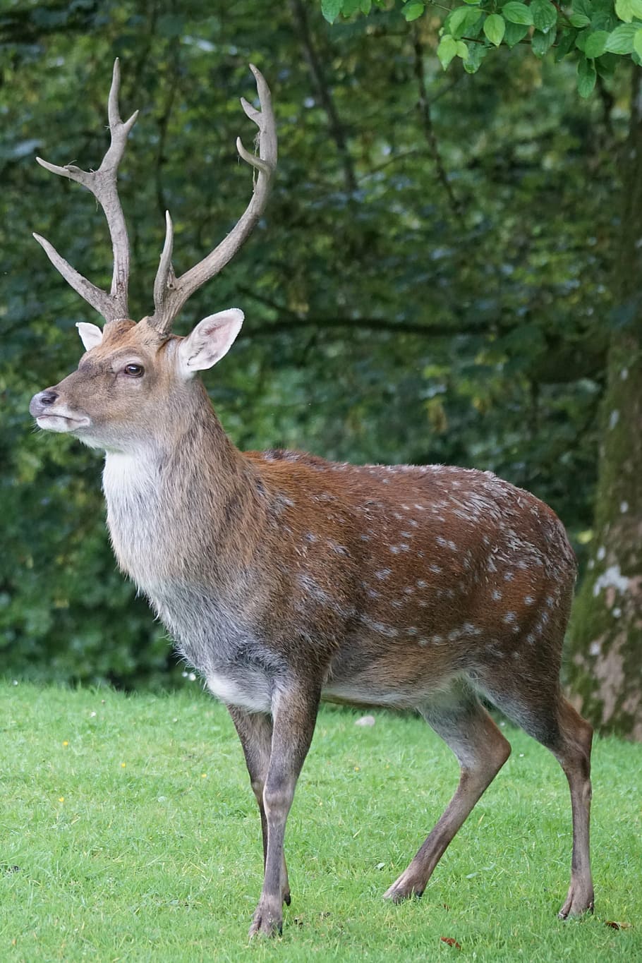 brown, deer, standing, green, grass, sika deer, hirsch, platzhirsch, mammal, attention