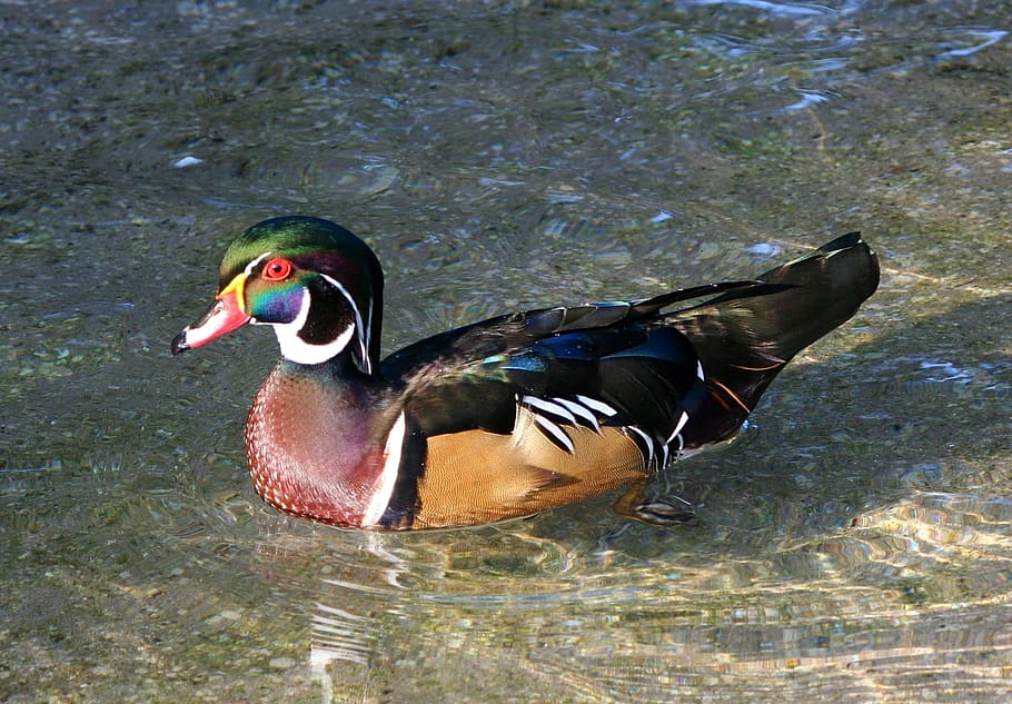 mandarin duck, body, water, Male, Wood Duck, Waterfowl, Bird, male wood duck, swimming, wildlife