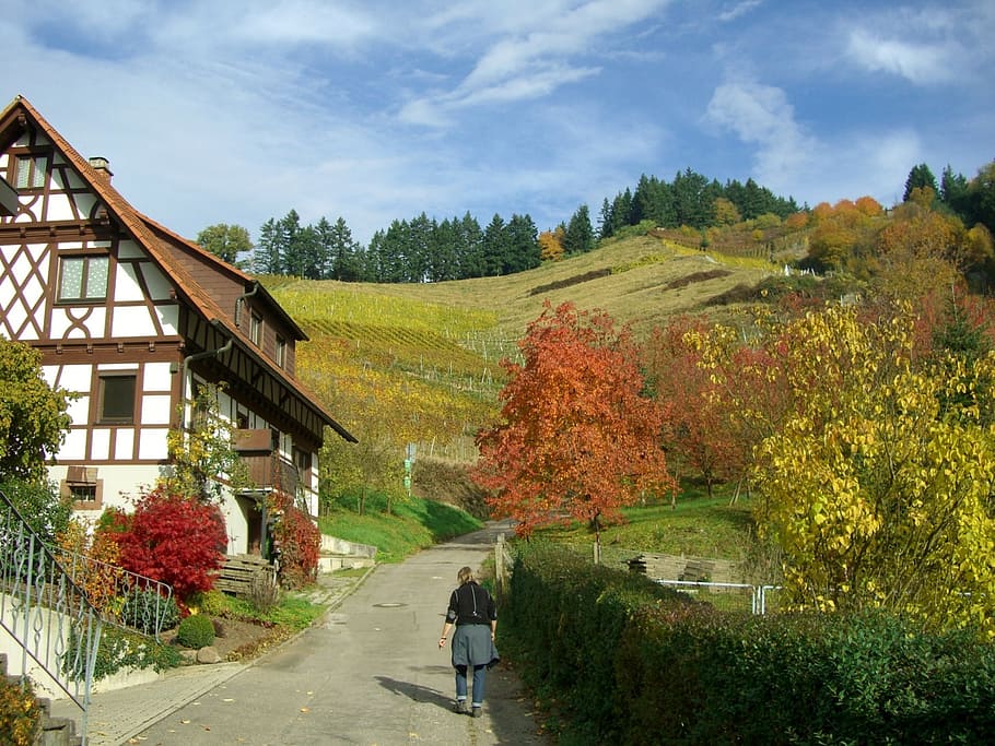 vineyard, autumn, colorful, fachwerkhaus, sky, blue, oberkirch, ortenau, plant, tree