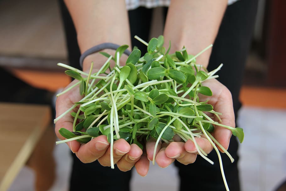person, holding, green, leaves, sunflower, sunflower sprout, sunflower seeds, sunflower seed, sunflower sprouts, human hand