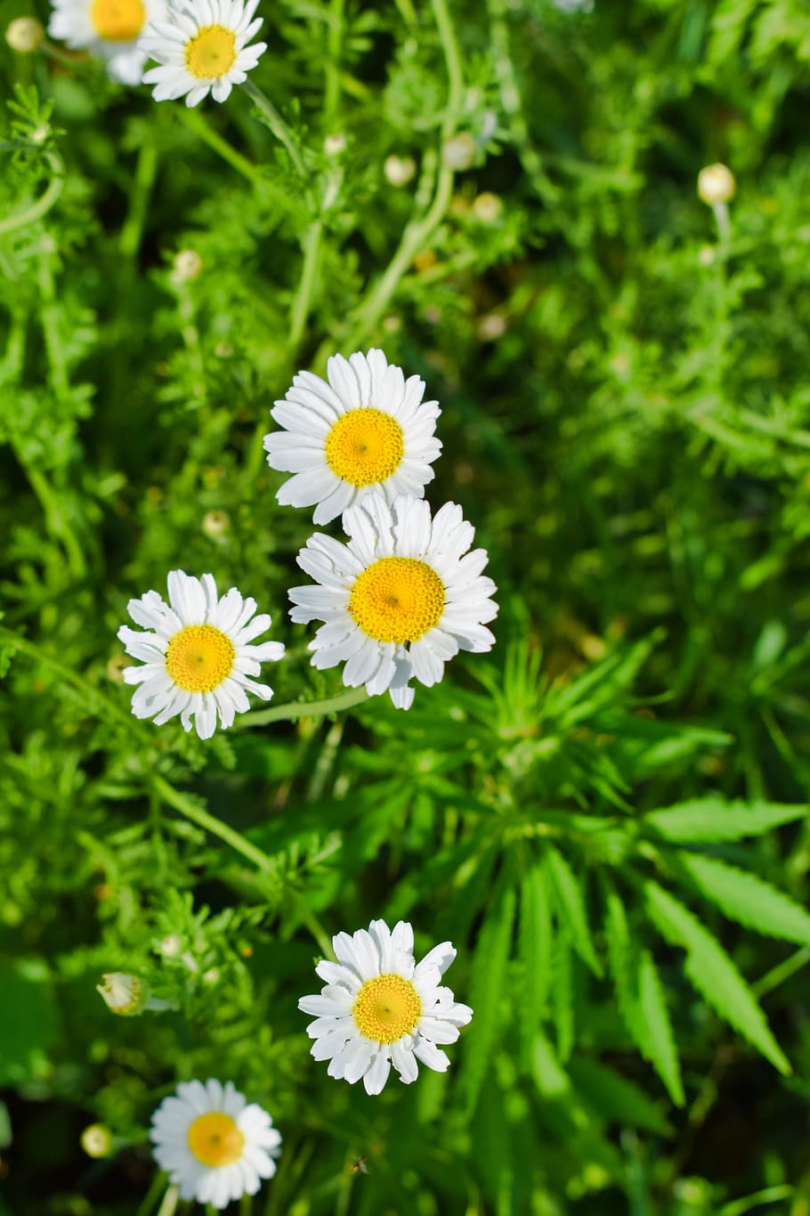 beautiful, flowering, blossom, camomile, chamomile, daisies, daisy, flora, the nearby parc floral, flower