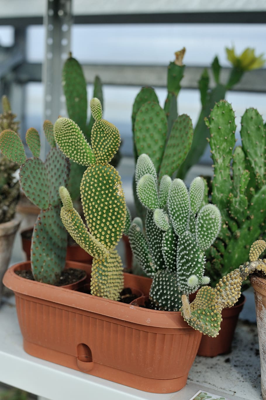cactus, planta, verde, botánico, color verde, planta en maceta, planta suculenta, crecimiento, nadie, naturaleza