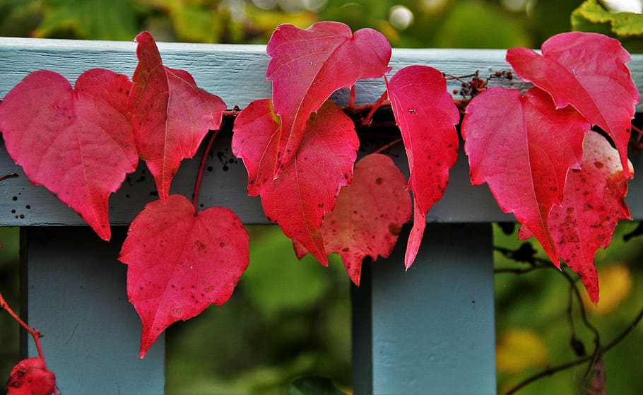 赤, ブドウの木, 灰色, 木製, フェンス, 赤みを帯びた紅葉, ワインパートナー, 秋の色, 紅葉, 秋