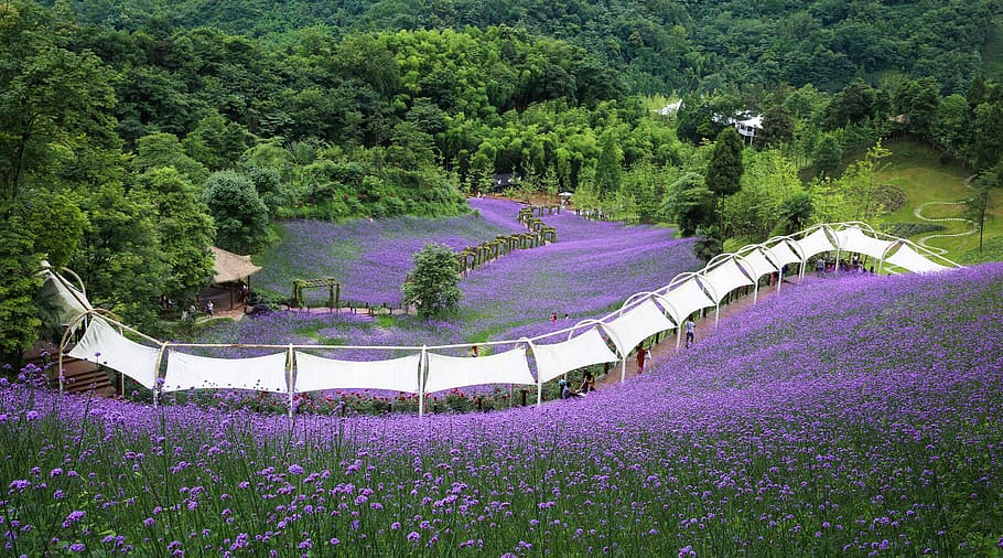 verbena, purple, sichuan huaxi valley, romantic, plant, tree, flower, growth, flowering plant, beauty in nature
