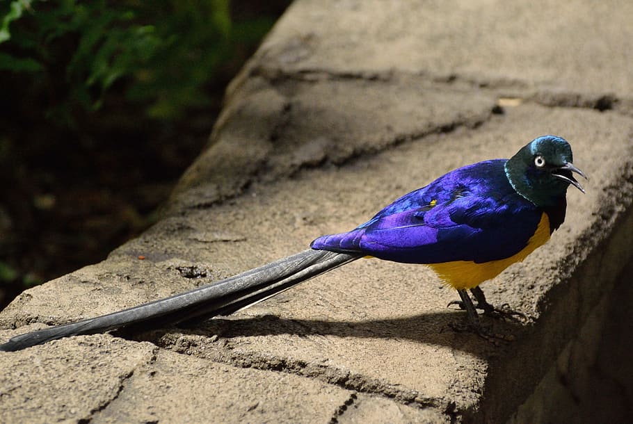 purple, yellow, bird, long, tail, long tailed glossy starling, starling, exotic, wildlife, colorful
