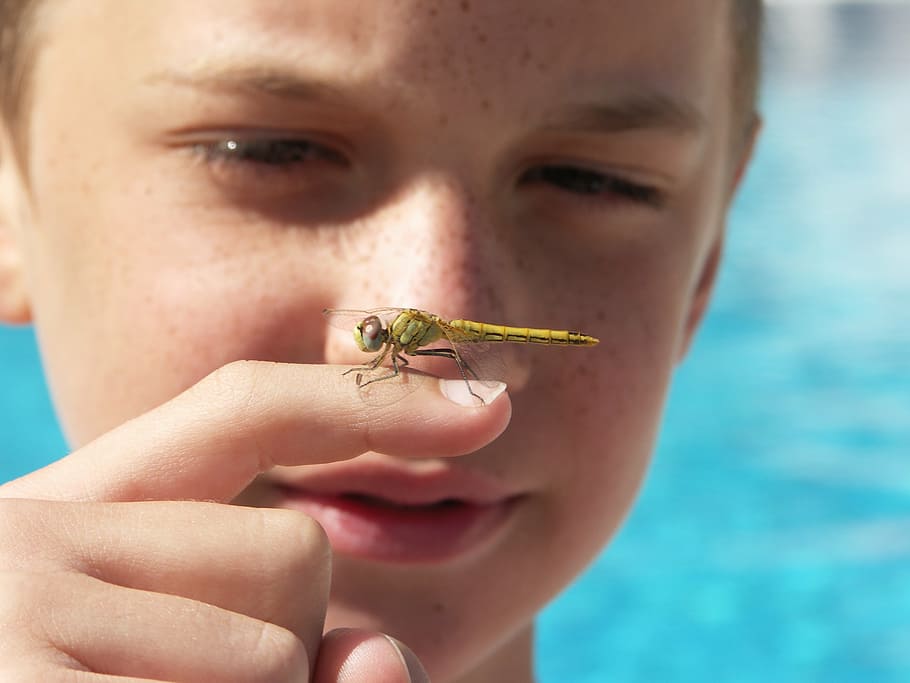 summer, holiday, dragonfly, water, insect, one person, portrait, close-up, child, human body part