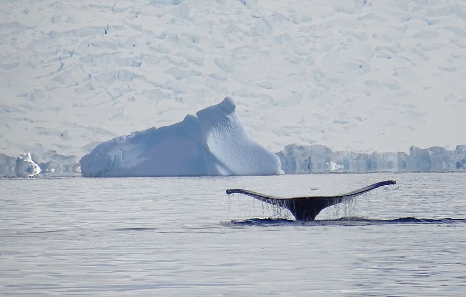 whale, antarctica, sea, nature, humpback, whales, snow, peace, ice, whale tale