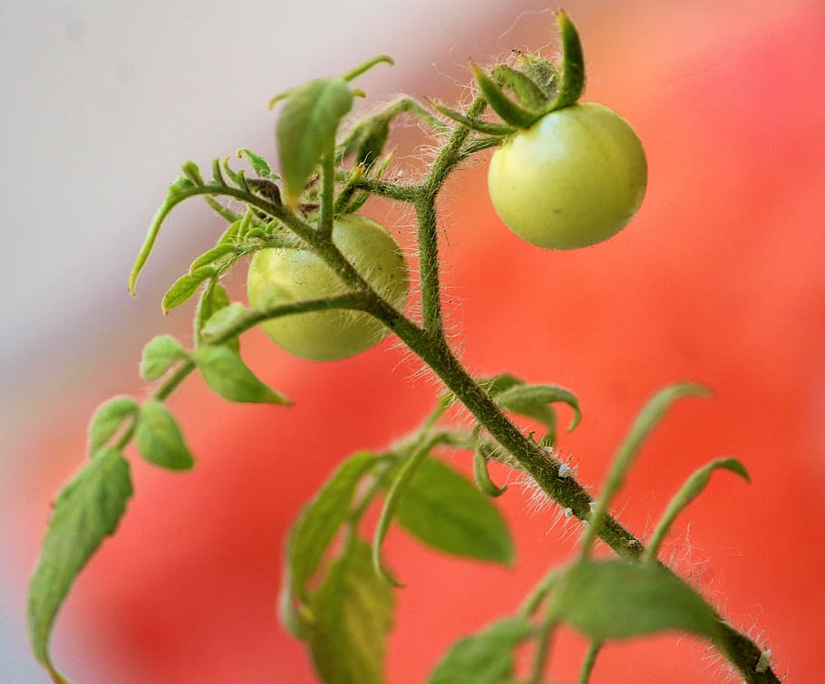 Плод какого дерева изображен на фото помидор