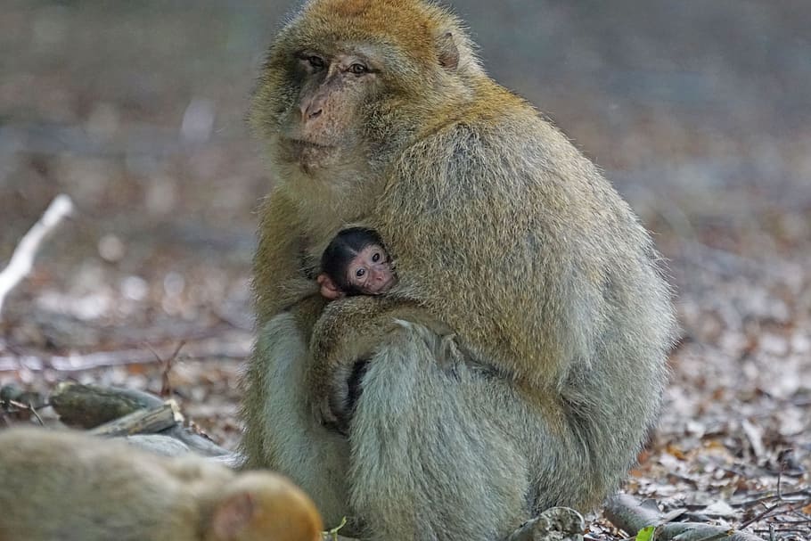 Barbary Ape, Baby, Monkey, Monkey Mountain, bebé, salem, vida silvestre, animal, mamífero, primate