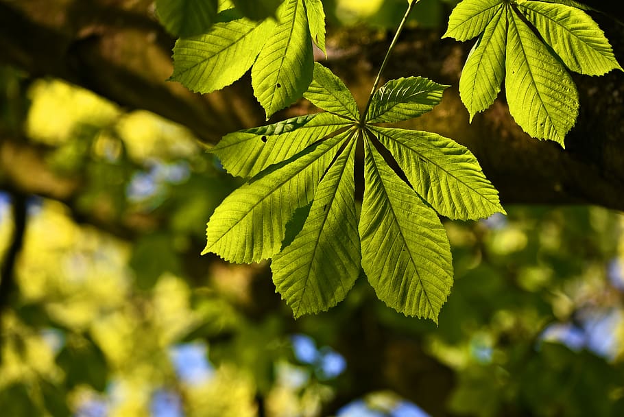 green leaf tree, horse chestnut leaf, chestnut leaf, tree, branch, foliage, leaves, vein, pattern, nature