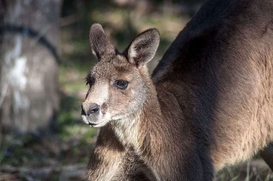 mammal, wildlife, nature, animal, portrait, eastern grey kangaroo, australian wildlife, natural, wild, outdoor