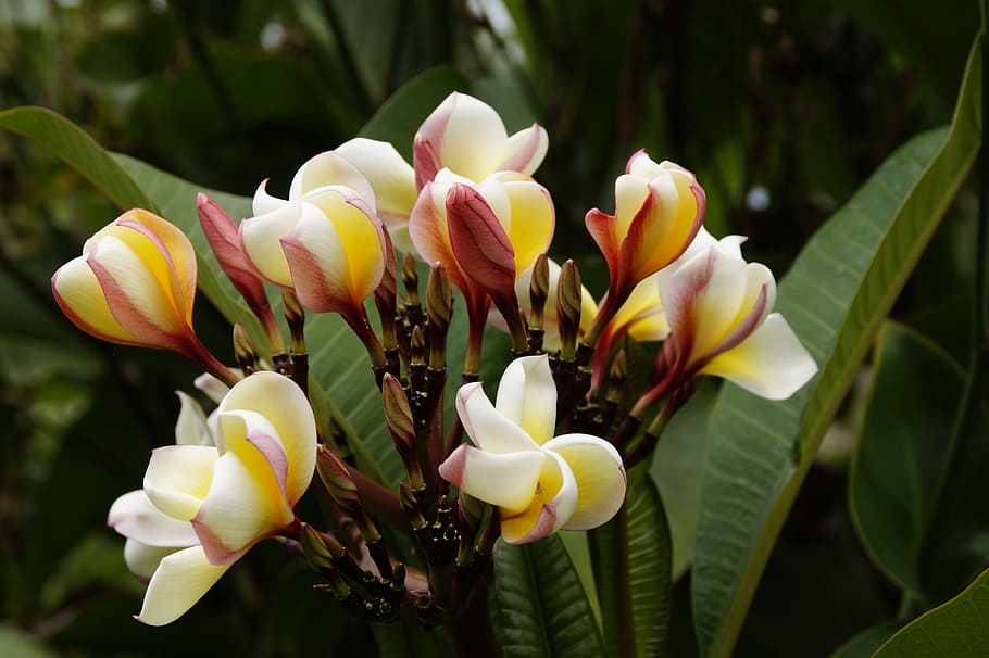 frangipani, árbol del templo, plumeria, flor, blanco amarillo, verano, exótico, árbol, flora, cerrar