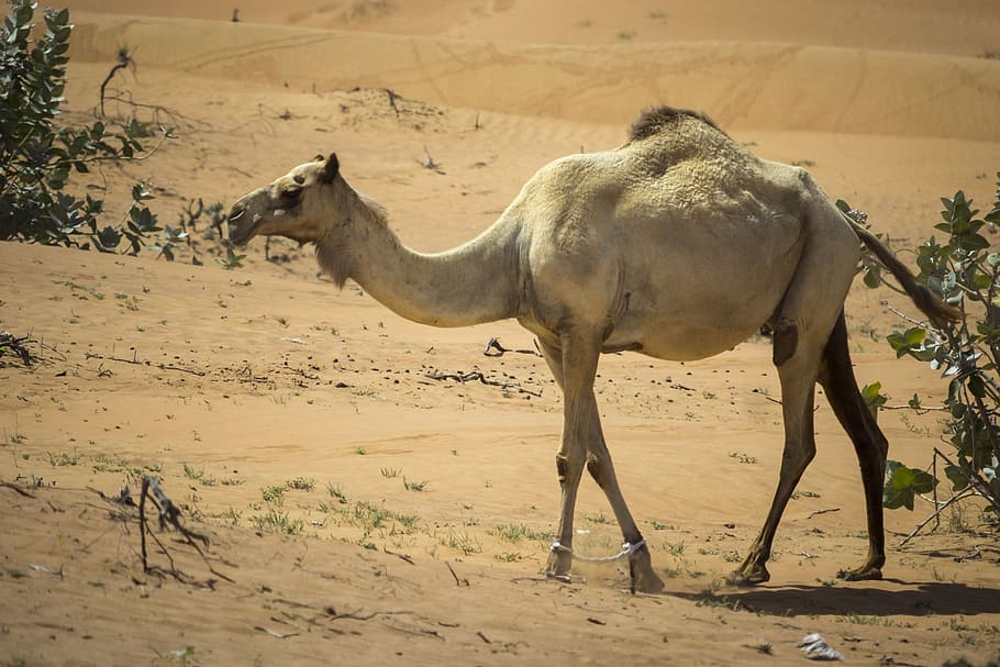 camel, dromedary, desert, nero, bedouin, hot, emirates, caravan, first floor, arabs