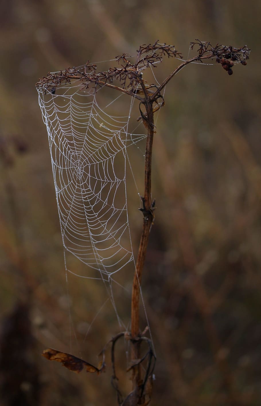 spider web, wet, hooked, place, dew, drops, nature, focus on foreground, close-up, fragility