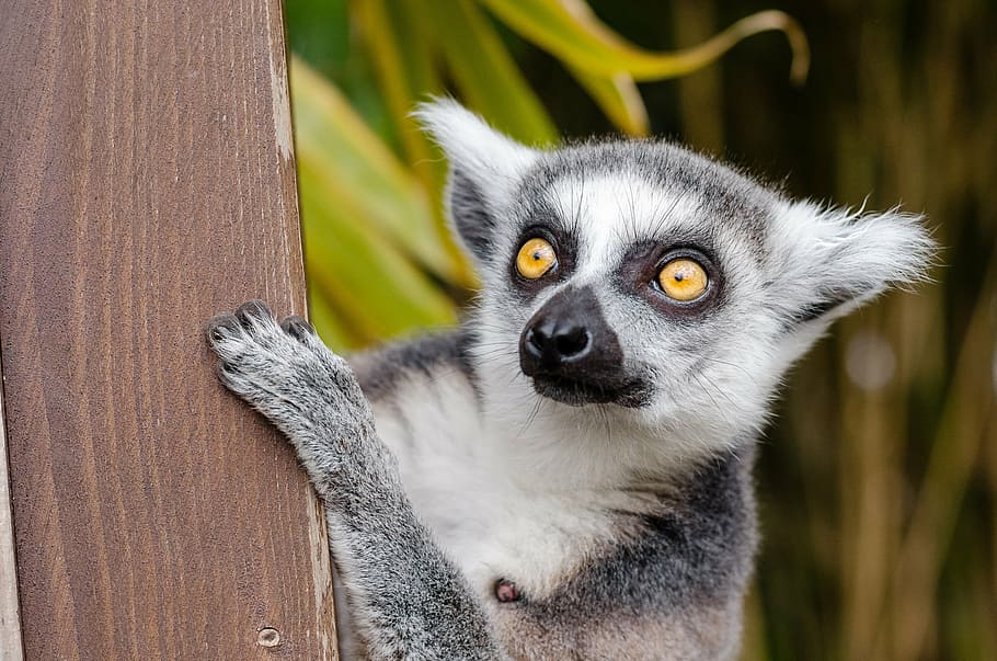 closeup, black, white, koala, lemur, ring tailed lemur, primate, mammal, fur, grey