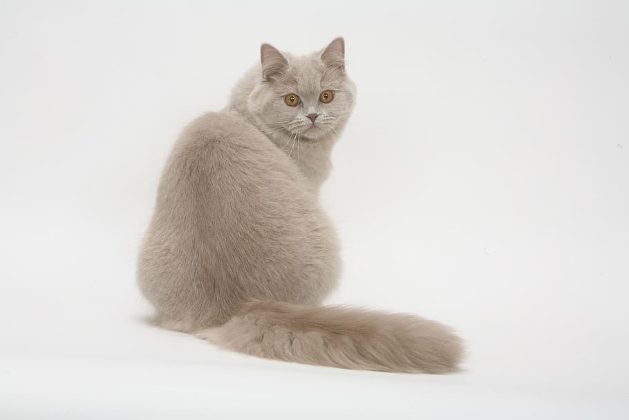 ショートコートの灰色の猫, 笑顔, イギリス, 短い, 青, なめる, 猫, イギリスの短い, ペット, 灰色の毛皮