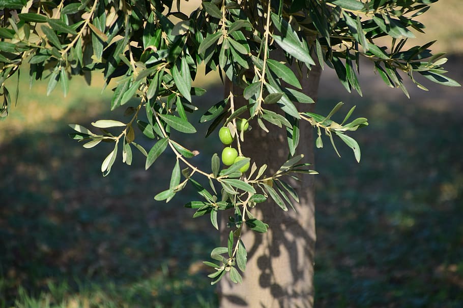 árbol de hojas verdes, aceitunas, olivo, naturaleza, planta, árbol, verde, rama de olivo, viejo, mediterráneo