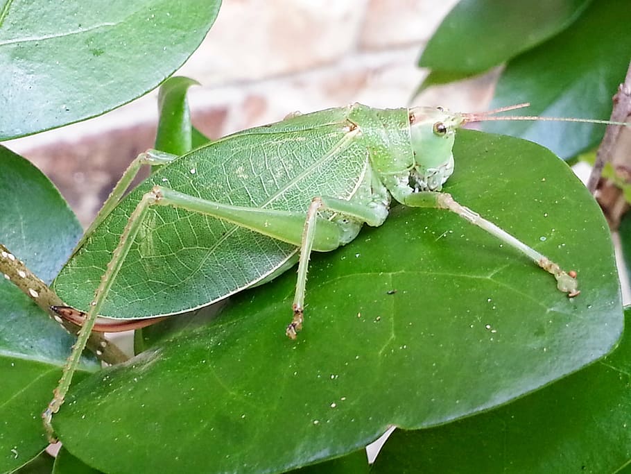katydid, grasshopper, leaf-grasshopper, insect, green, leaf, camouflage, nature, wildlife, arthropod