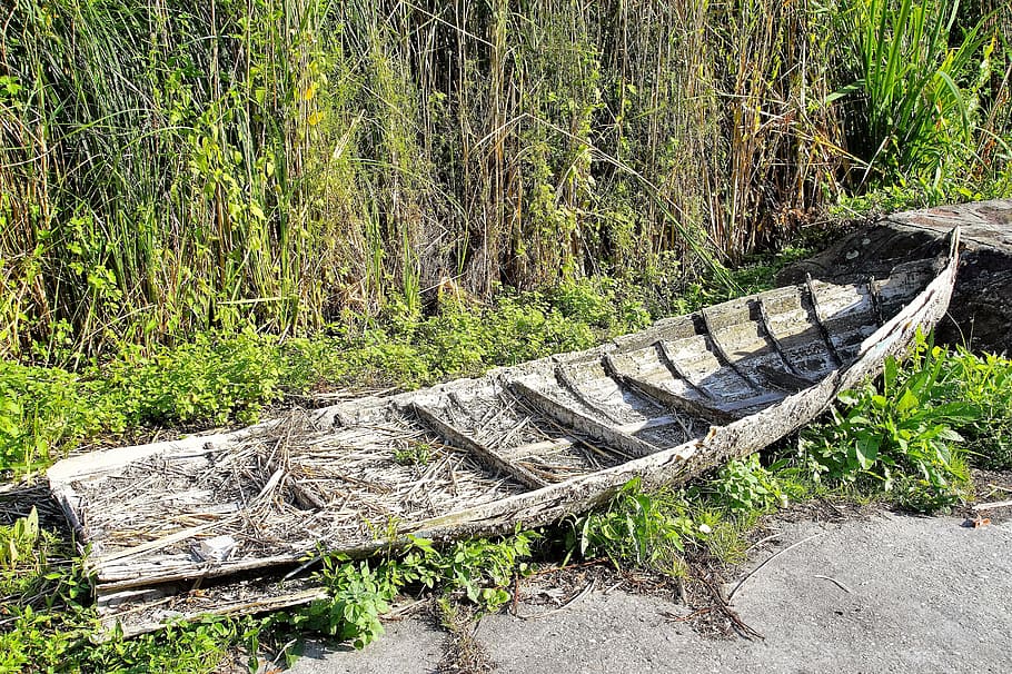 rowboat, debris, barge, ruined, rotten, the wreck of the, plant, tree, nature, forest